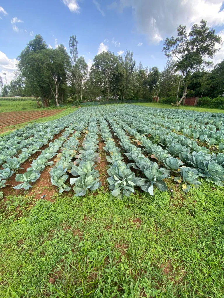 farming in migori
